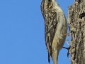 Brown Creeper