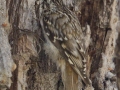 Brown Creeper