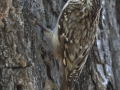 Brown Creeper