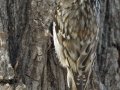 Brown Creeper