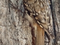 Brown Creeper