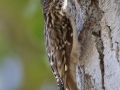 Brown Creeper