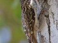 Brown Creeper