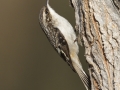 Brown Creeper