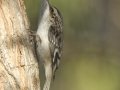 Brown Creeper