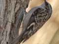 Brown Creeper