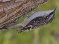 Brown Creeper