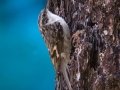 Brown Creeper