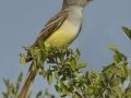 Brown-crested Flycatcher