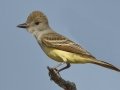 Brown-crested Flycatcher