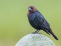 Brown-headed Cowbird -Ramona Grasslands, San Diego, California, 4/12/2016