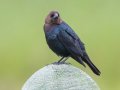 Brown-headed Cowbird -Ramona Grasslands, San Diego, California, 4/12/2016