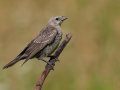 Brown-headed Cowbird - Barnett Ranch., San Diego, California, 8/3/2019