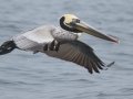 Brown Pelican