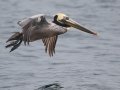 Brown Pelican