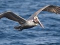 Brown Pelican