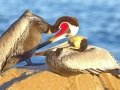 Brown Pelican