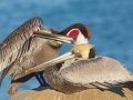 Brown Pelican