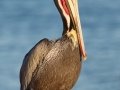 Brown Pelican