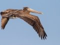 Brown Pelican -Belted Kingfisher - Bolsa Chica Ecological Reserve