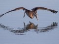 Brown Pelican