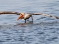 Brown Pelican