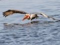 Brown Pelican