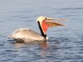 Brown Pelican