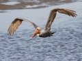 Brown Pelican