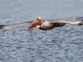 Brown Pelican