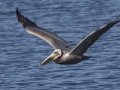 Brown Pelican