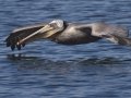 Brown Pelican