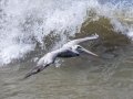 Brown Pelican
