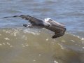 Brown Pelican