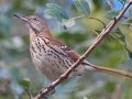 Brown Thrasher