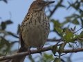 Brown Thrasher