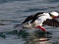 Bufflehead