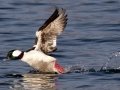 Bufflehead