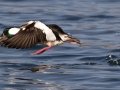Bufflehead