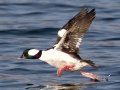 Bufflehead
