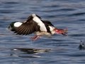 Bufflehead