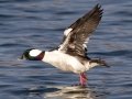 Bufflehead