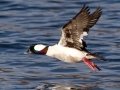 Bufflehead