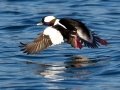 Bufflehead