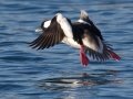 Bufflehead