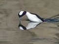 Bufflehead