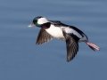 Bufflehead