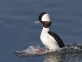 Bufflehead