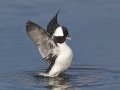 Bufflehead