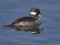 Bufflehead